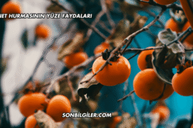 Cennet Hurmasının Yüze Faydaları