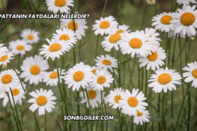 Papatyanın Faydaları Nelerdir?